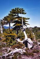 Auracaria pine